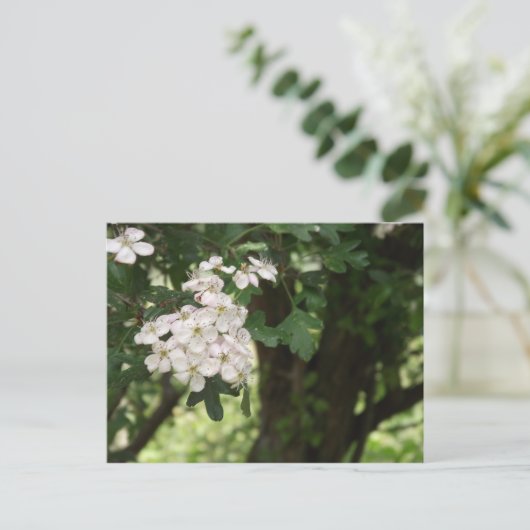 Hawthorn Blossom Postkarte (Stehend Vorderseite)