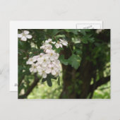 Hawthorn Blossom Postkarte (Vorne/Hinten)
