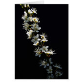 Hawthorn-Blume (Vorne)
