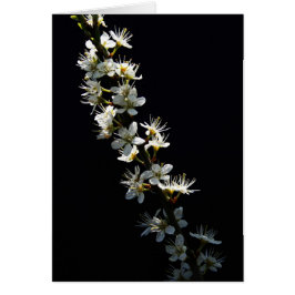 Hawthorn-Blume