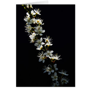 Hawthorn-Blume