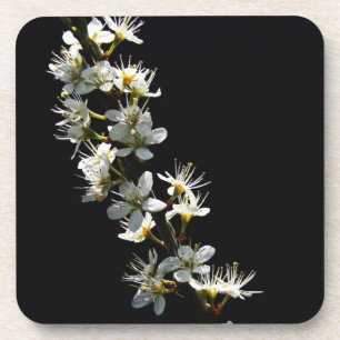 Hawthorn Blume Küstenercna Getränkeuntersetzer