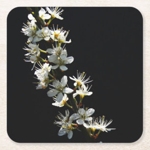 Hawthorn Blume Küstenercna Rechteckiger Pappuntersetzer