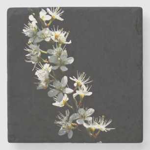 Hawthorn Blume Küstenercna Steinuntersetzer