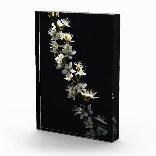 Hawthorn-Blume pbcnm Fotoblock (Rechts)