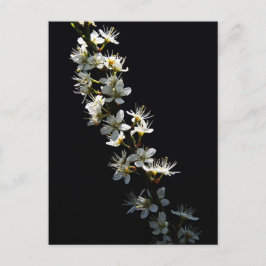 Hawthorn Blume pccna Postkarte