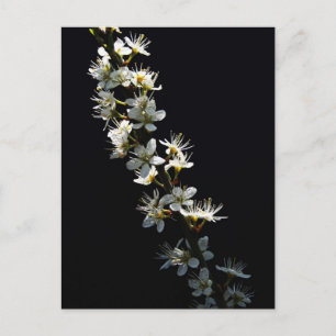 Hawthorn Blume pccna Postkarte