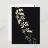 Hawthorn-Blume Postkarte (Vorne/Hinten)