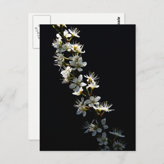 Hawthorn-Blume Postkarte (Vorne/Hinten)