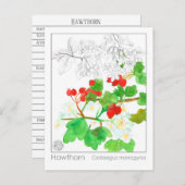 Hawthorn Materia Medica Monograph Postkarte (Vorne/Hinten)