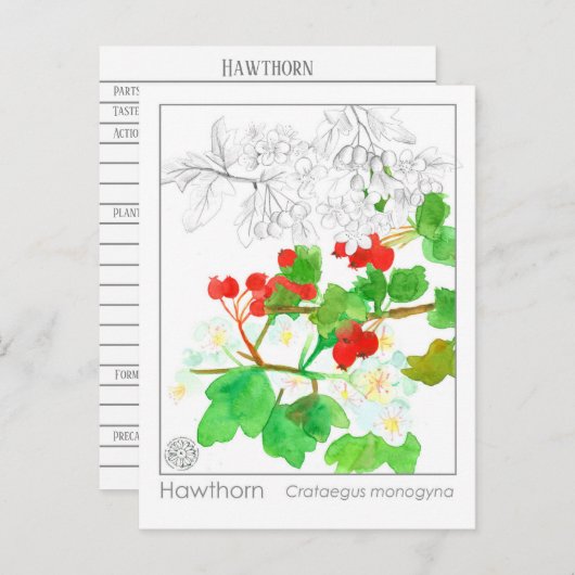 Hawthorn Materia Medica Monograph Postkarte (Vorne/Hinten)