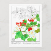 Hawthorn Materia Medica Monograph Postkarte (Vorderseite)