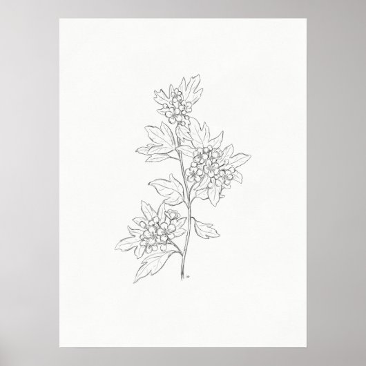 Hawthorn Sketch Art Print Poster (Vorne)