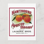 Hawthorne Apricot Brandy Postkarte (Vorderseite)