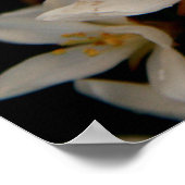 Hawthorne Poster (Ecke)