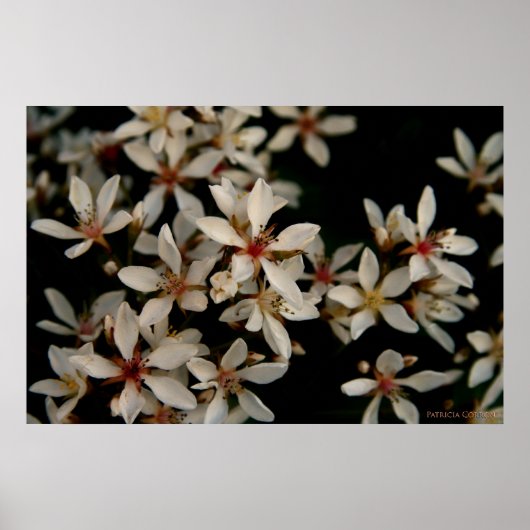 Hawthorne Poster (Vorne)