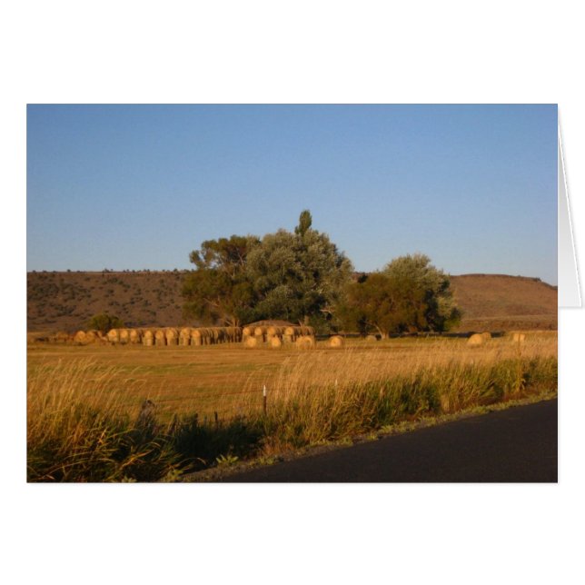 Hay (Vorderseite (Horizontal))