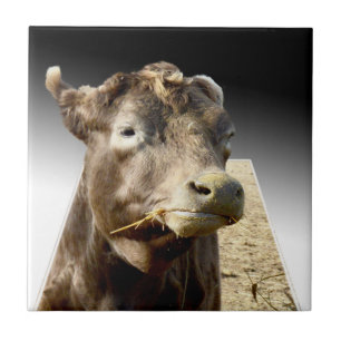 Hay Day: Ein Moment des Kauens einer braunen Kuh i Fliese