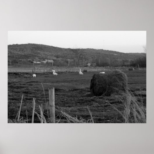 Hay Days Print Poster (Vorne)