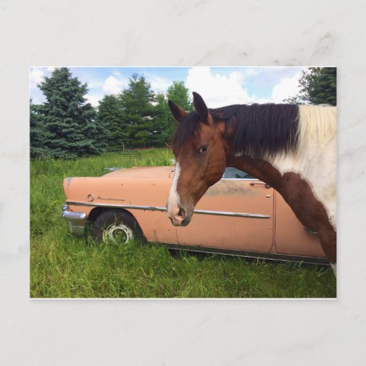 Hay! Postkarte (Vorderseite)