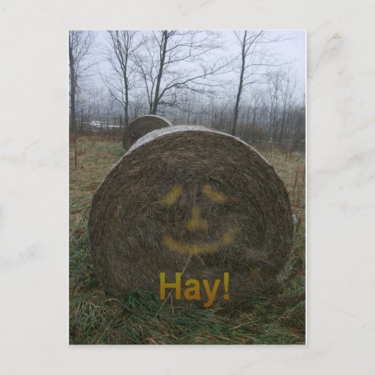 Hay! Postkarte (Vorderseite)
