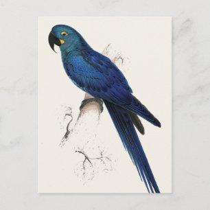 Hayacinthe Araçari Postkarte