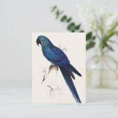 Hayacinthe Maccaw Postkarte (Stehend Vorderseite)