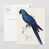 Hayacinthe Maccaw Postkarte (Vorne/Hinten)
