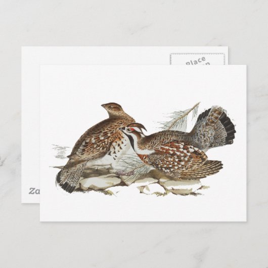 Hazel Grouse Postkarte (Vorne/Hinten)
