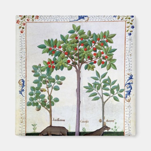 Hazelnut Bush und Cherry Magnet (Vorne)