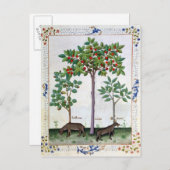 Hazelnut Bush und Cherry Postkarte (Vorne/Hinten)