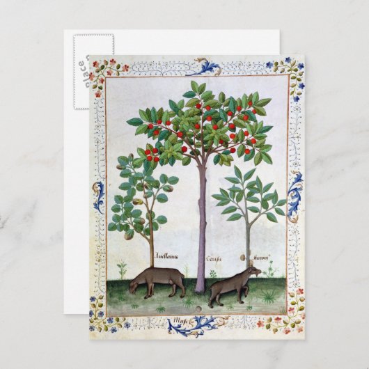 Hazelnut Bush und Cherry Postkarte (Vorne/Hinten)