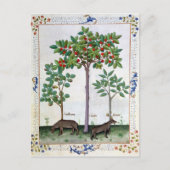 Hazelnut Bush und Cherry Postkarte (Vorderseite)