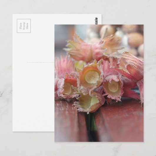 Hazelnuts.JPG Postkarte (Vorne/Hinten)