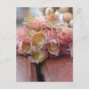 Hazelnuts.JPG Postkarte