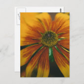 Hazy Daisy Postkarte (Vorne/Hinten)