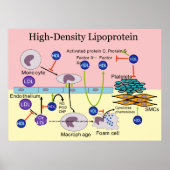 HDL-Diagramm mit hoher Dichte Lipoprotein Poster (Vorne)