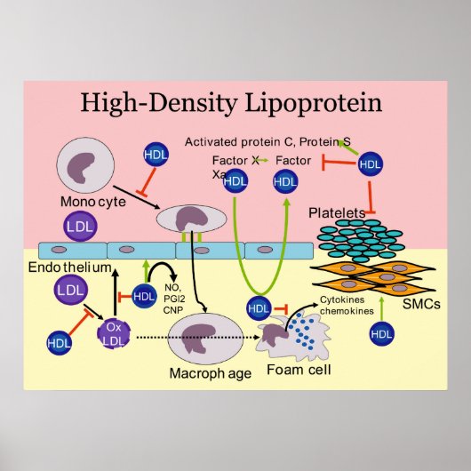 HDL-Diagramm mit hoher Dichte Lipoprotein Poster (Vorne)
