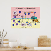 HDL-Diagramm mit hoher Dichte Lipoprotein Poster (Küche)