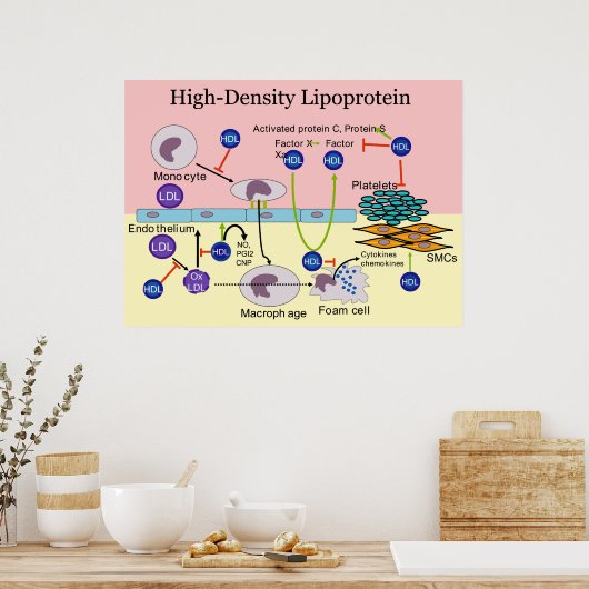 HDL-Diagramm mit hoher Dichte Lipoprotein Poster (Küche)