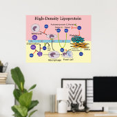 HDL-Diagramm mit hoher Dichte Lipoprotein Poster (Heimbüro)