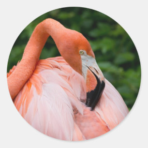 HDR Flamingo-Vogel-Vogel-wilde Foto-Bild-Fotos Runder Aufkleber