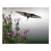 Head First Hummingbird Fotodruck (Vorne)