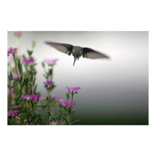 Head First Hummingbird Fotodruck