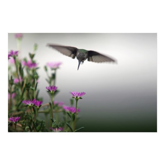 Head First Hummingbird Fotodruck (Vorne)