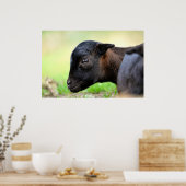 Head lamb sheep of Cameroun Poster (Küche)