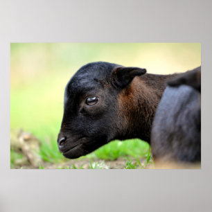 Head lamb sheep of Cameroun Poster