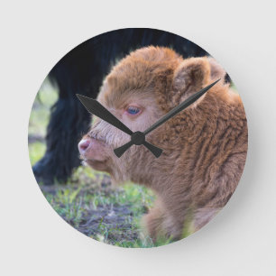 Head of Brown newborn scottish highlander calf Runde Wanduhr