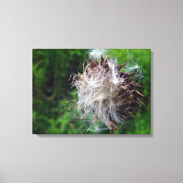 Head Of Bull Thistle  Leinwanddruck