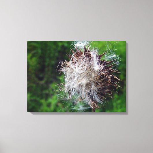 Head Of Bull Thistle Leinwanddruck (Vorderseite)